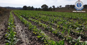 Illegal tobacco crop near Goulburn to go up in smoke