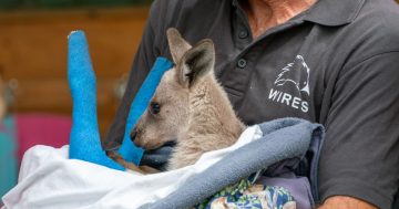 WIRES heat-sensing drone detects animals returning to burnt bush