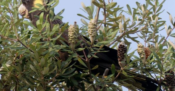 Canberra's blooming banksias are a magnet for wildlife as winter draws in