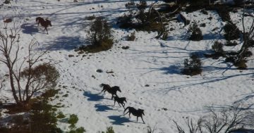 Riders and shooters to face off in Victorian Alps as horse lovers mount rescue mission