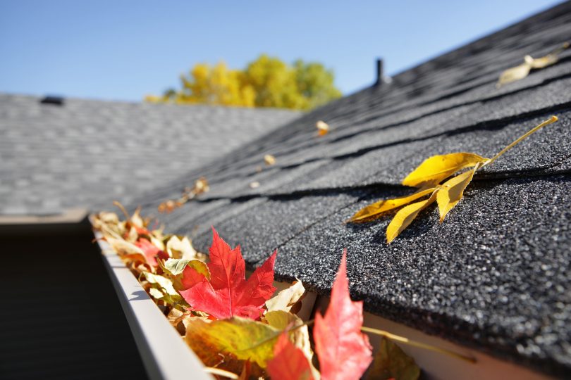 House gutter full of leaves.