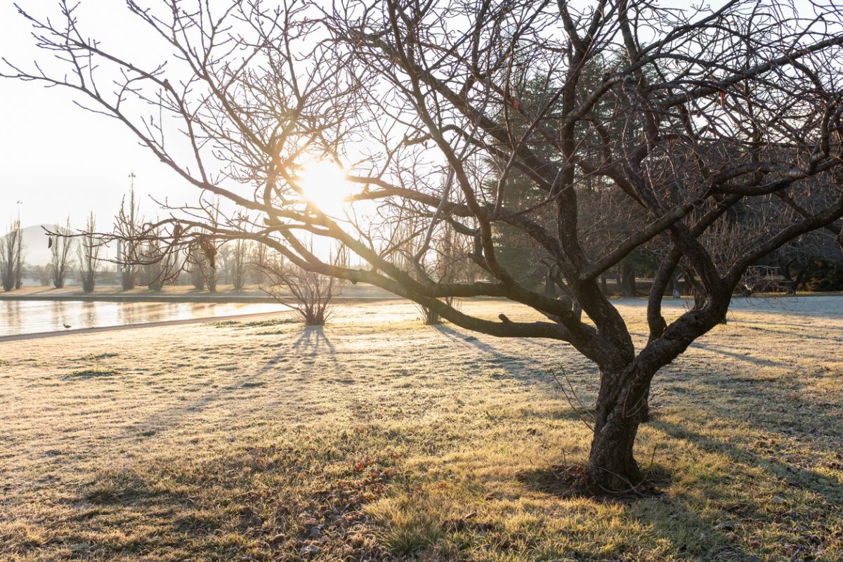 frosty ground and trees