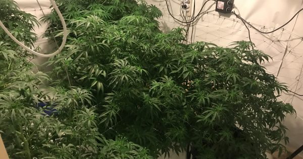 Police find hydroponic cannabis in Charnwood residence