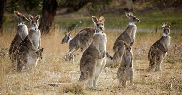 Researchers close in on kangaroo fertility control option