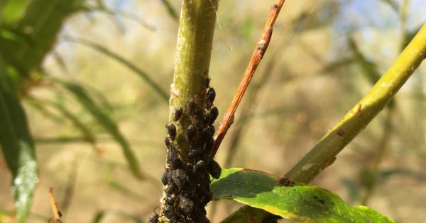 Here comes the next great pestilence, but this time it's our willow trees facing the chop