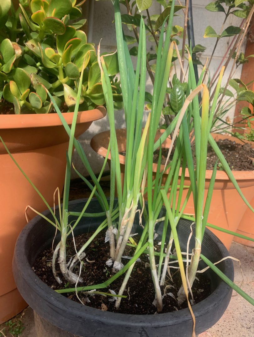 Spring onions