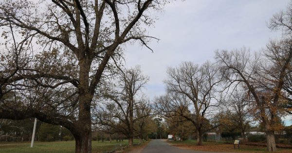 How much does a tree really cost in Canberra? Libs, government fight over planting plans