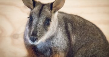 Wallabies start 60-day quarantine before return to Tidbinbilla sanctuary