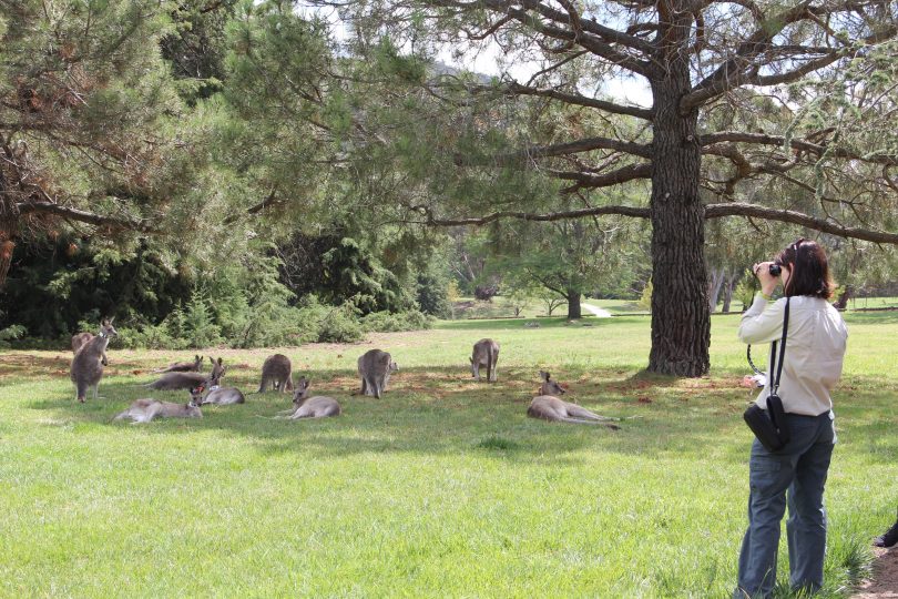 Monitoring kangaroos