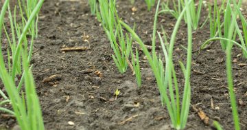 Notes from the Kitchen Garden: the multilayered appeal of onions