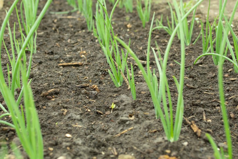 Field of onions