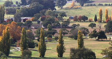 Jugiong's poplars make way for lipstick maples