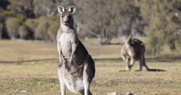 Drivers urged to remain alert with kangaroo collisions spiking in autumn