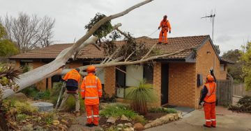 Damaging winds lash Canberra, fell trees and cause power outages