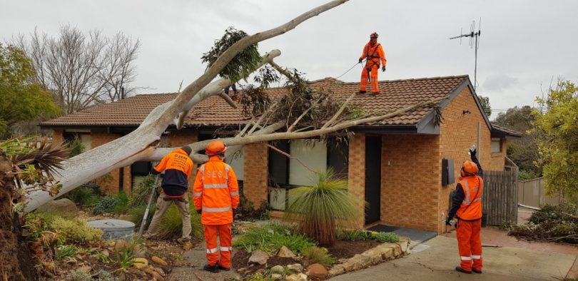 Fallen tree