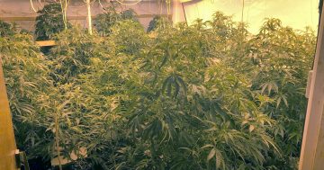 Police uncover cannabis grow house in Higgins