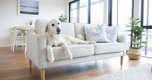 Big changes to rules surrounding keeping of pets in apartments