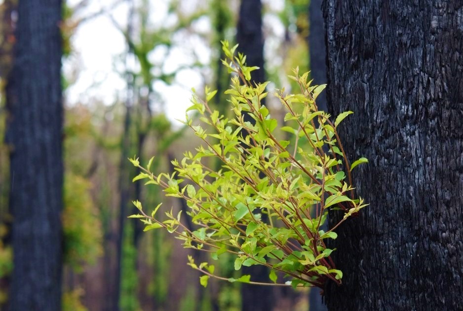 Communities@Work_Photo1_bushfire recovery growth