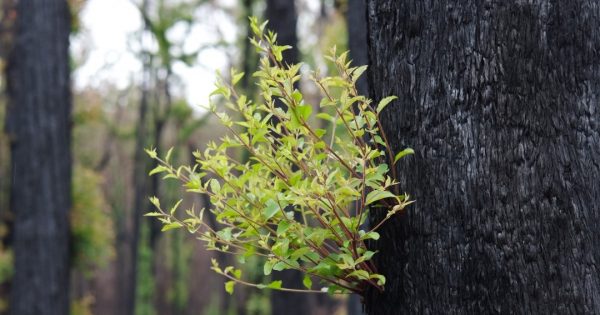 Building resilience out of disaster is a task for the whole Canberra community