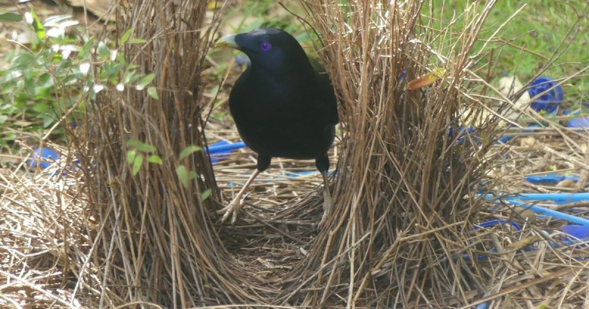 A Birds Eye View Of Love And Courtship In The Suburbs Riotact 2221