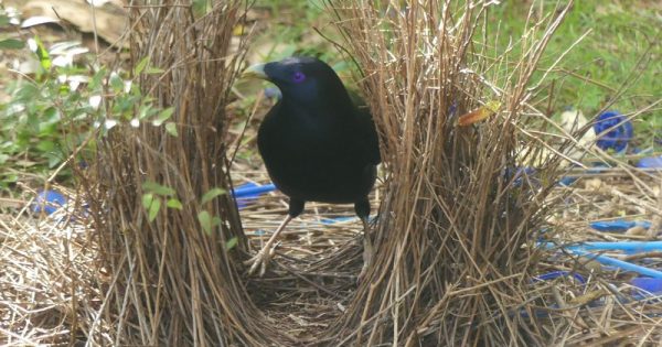 The beauty of the bower(bird) in your backyard