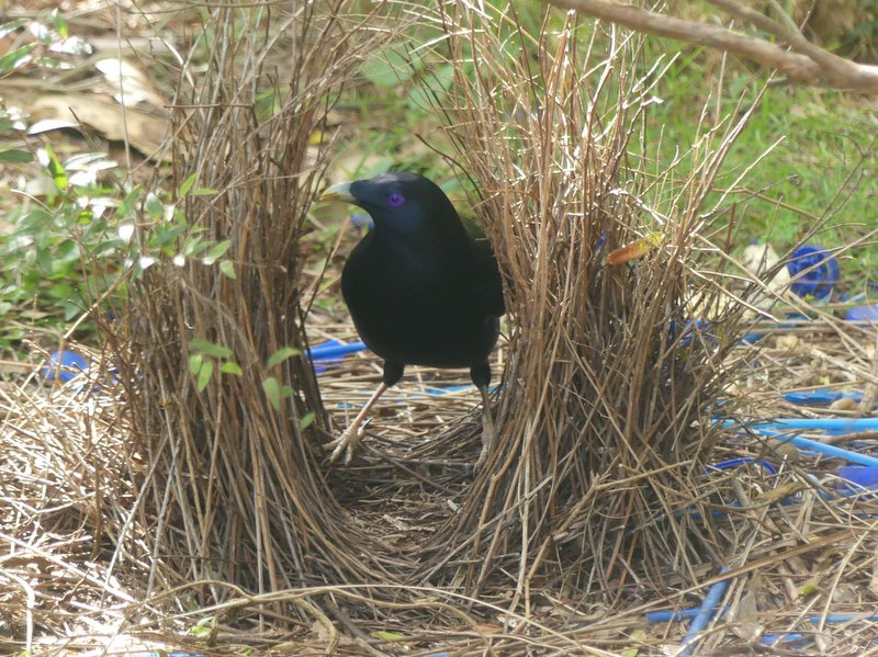 Male satin bowerbird standing inside its bower.
