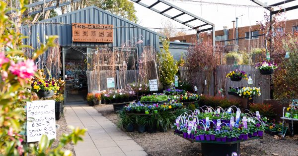 The best nurseries in Canberra