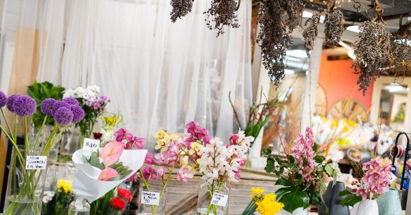 The best indoor plant shops in Canberra