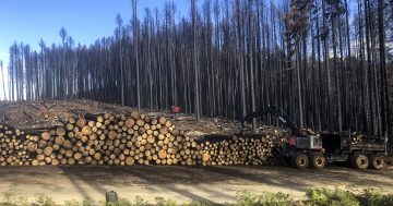 Machines move in to clear majestic Sugar Pine Walk