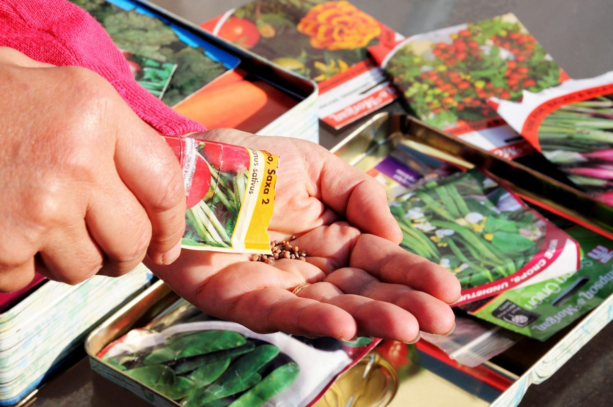 Seeds poured into a hand