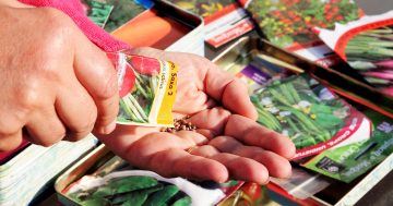 Notes from the Kitchen Garden: how to sort out your seeds for planting