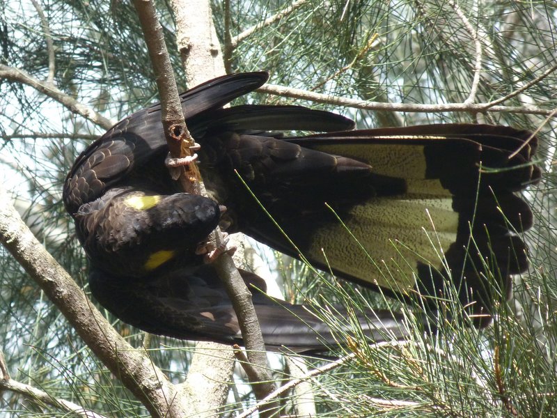 Yellow-tailed Black-Cockatoo