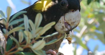 Black cockies make for a good day when they visit Canberra