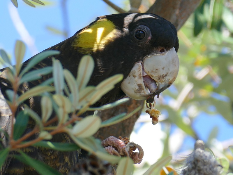 Female yellow-tailed black-cockatoo eating in tree.