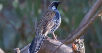 Five environmental groups receive drought and bushfire grants