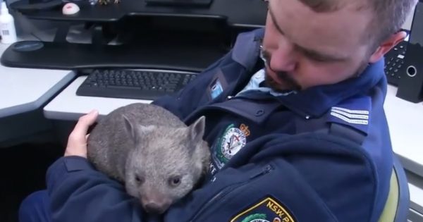 Baby wombat, Ted, the latest recruit for Monaro Police District