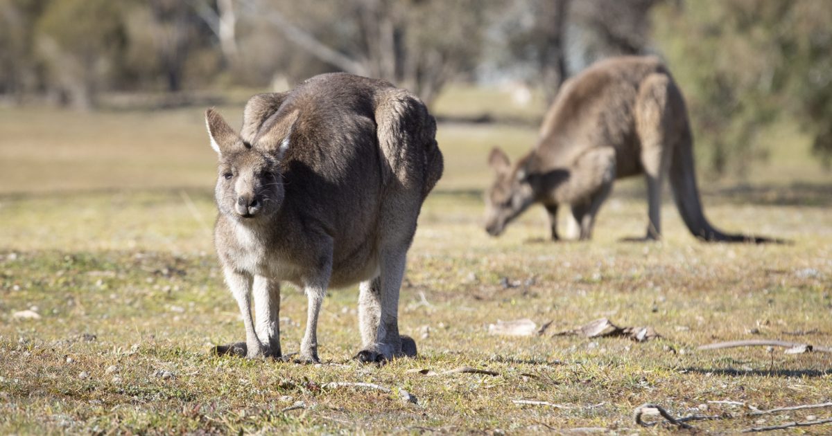 Why don't Canberra's kangaroos have any road sense? | Riotact