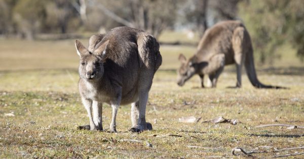 Why don't Canberra's kangaroos have any road sense?