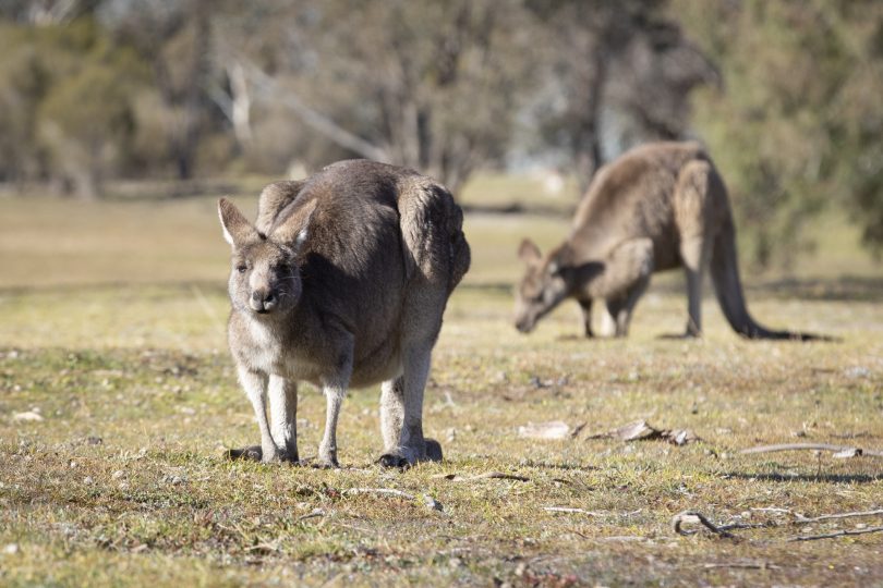 Eastern grey kangaroos