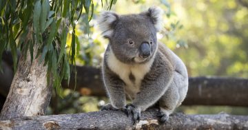 30 days, 30 ways to help save the koala this September