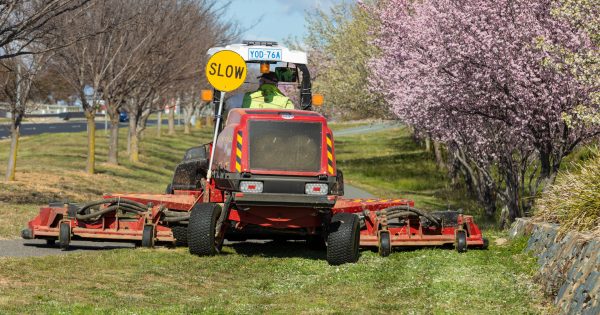 Canberra pollen breaks records as TGA approves first new antihistamine in more than a decade