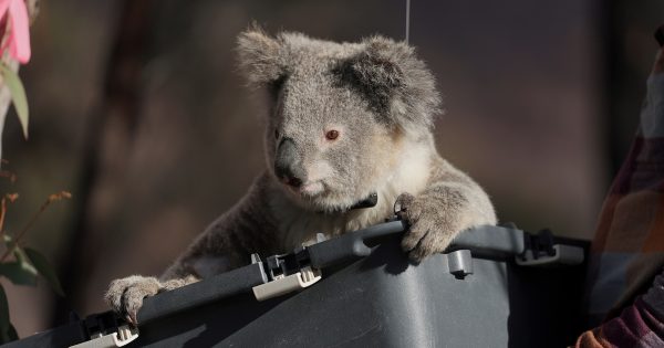 Forrest funds give koalas a fighting chance