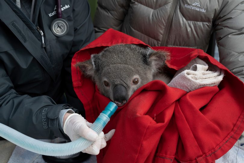 A koala is checked over by a vet ahead of its release at the Two Thumbs Wildlife Trust's koala sanctuary.