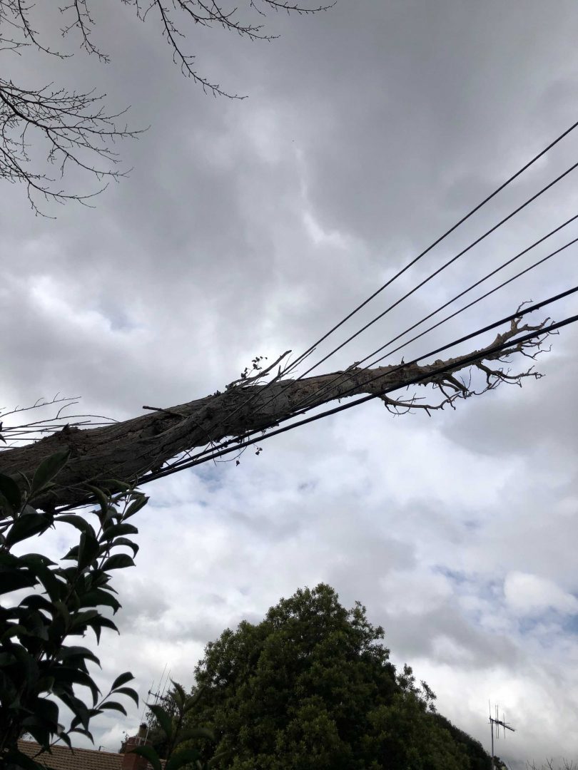 A fallen tree that caused an outage in Latham today.