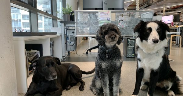 Best friends at work: the rise of Canberra's office dogs