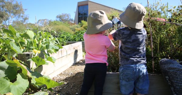 Growing a love of healthy food, right from seed