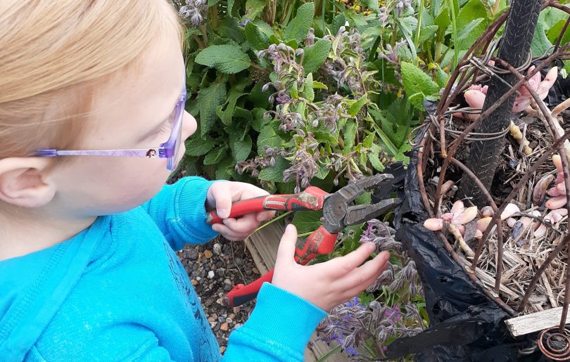 Child attending to plant at Erindale Community Garden.