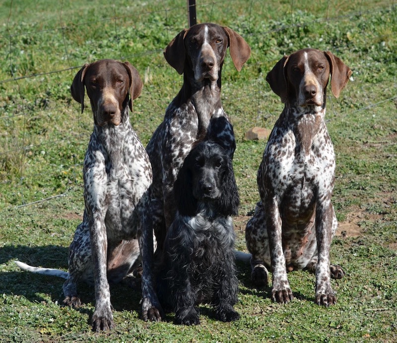 Christine Forsyth's four dogs sitting on grass.