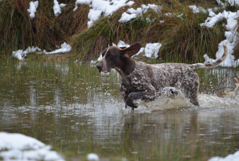 German shorthaired pointer Yoda running through water.