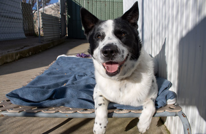 Homer the dog lying in the sun.